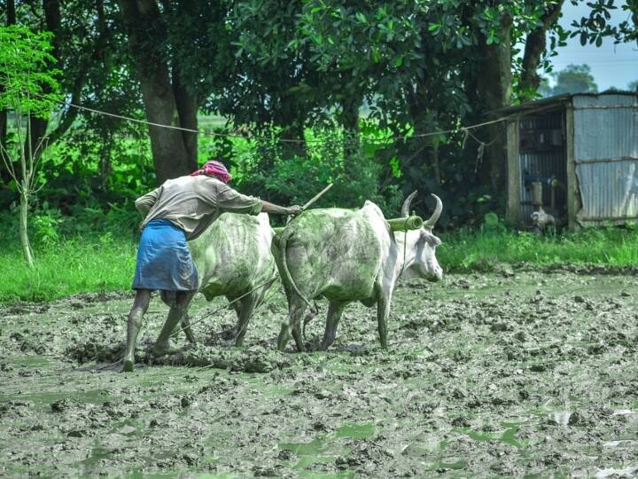 PM Kisan Samman Nidhi Scheme: प्रधानमंत्री किसान सम्मान निधि योजना के तहत पीएम मोदी आज 13वीं किस्त जारी करेंगे. 8 करोड़ किसानों को 16800 करोड़ रुपये एकसाथ ट्रांसफर किए जाएंगे.