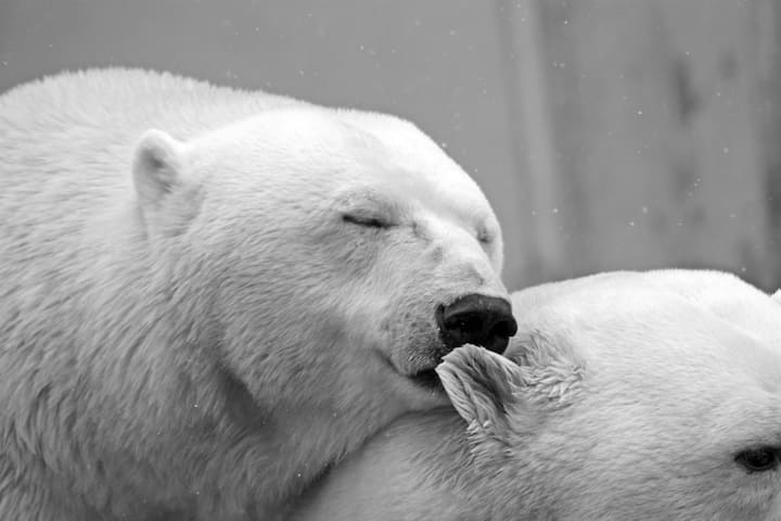 Polar Bear Day: প্রতিবছর ২৭ ফেব্রুয়ারি পালিত হয় আন্তর্জাতিক মেরু ভালুক দিবস। বিশ্ব উষ্ণায়ন, সমুদ্রতলের উষ্ণতা বৃদ্ধির মতো বিষয়গুলি মেরু অঞ্চলের জীববৈচিত্রে ধাক্কা খাওয়ার অন্যতম কারণ।