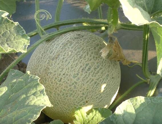 Washim  : वाशिमचे खरबूज काश्मीरला, शेतकऱ्याचा यशस्वी प्रयोग