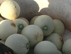 Washim  : वाशिमचे खरबूज काश्मीरला, 82 दिवसात लाखोंचा नफा