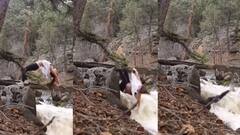 নদীর ওপরে যোগাসন কেরামতি! তারপর ঘটল এক ভয়ঙ্কর কাণ্ড...