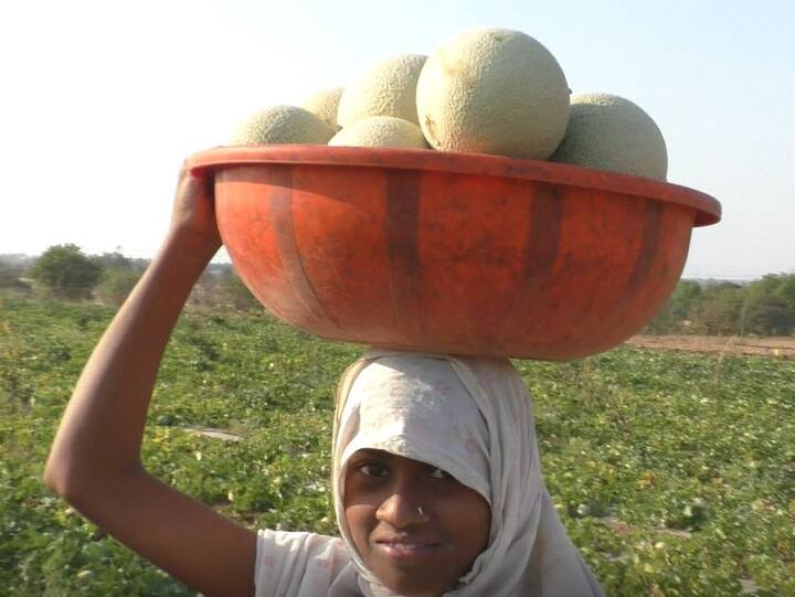 वाशिमच्या एका शेतकऱ्याने आपल्या तीन एकर क्षेत्रावर लायलपुरी जातीच्या खरबुजची (Kharbuj) लागवड केली आहे.  82 दिवसाच्या खरबूज पिकानं मंत्री यांना  लखपती केलं आहे.