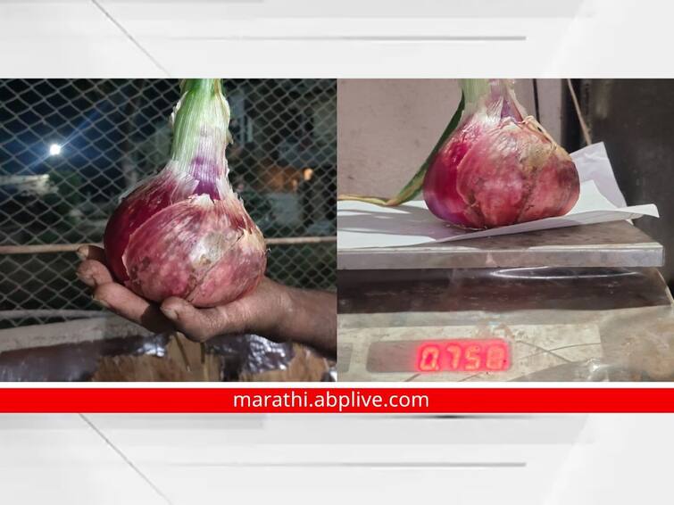 Heavy Wait Onion in Sangli The weight of a single onion is 750 gram Sangli : सांगलीतील बाहुबली कांदा 'भाव' खातोय! एकाच कांद्याचे वजन तब्बल पाऊण किलो