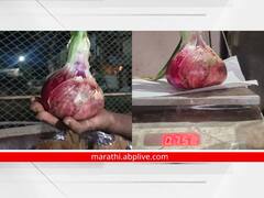 सांगलीतील बाहुबली कांदा 'भाव' खातोय! एकाच कांद्याचे वजन तब्बल पाऊण किलो