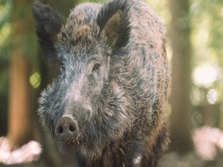 Chhattisgarh mother Dies Fighting Wild Boar To Save 11 Year Old Daughter know more details காட்டுப்பன்றியிடம் சிக்கிய 11 வயது மகள்.. உயிரைக் கொடுத்து காப்பாற்றிய தாய்.. கண்ணீர் வரவழைத்த சம்பவம்..!