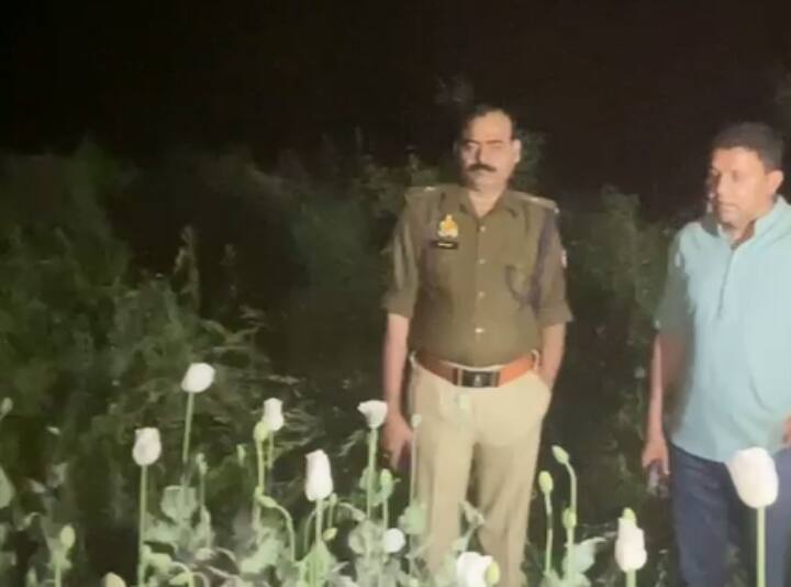 Lalitpur Illegal Afeem farming caught by police Case registered against two farmers ann Lalitpur News: ललितपुर में अवैध अफीम की खेती पर पुलिस ने मारा छापा, चना व मसूर में छुपाकर उगाई गई थी फसल