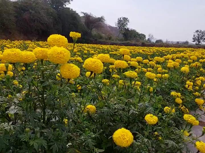 आता ही शेती फुलली असून जणूकाही पिवळ्या सोन्याची खाणच दिसत आहे.