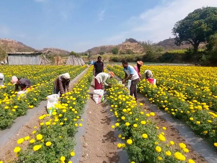 सध्या त्यांनी तीन एकर क्षेत्रावर मल्चिंग पेपरवर अप्सरा पिवळ्या झेंडूची लागवड केली आणि अवघ्या 37 दिवसांत फुले काढणीस सुरुवात झाली