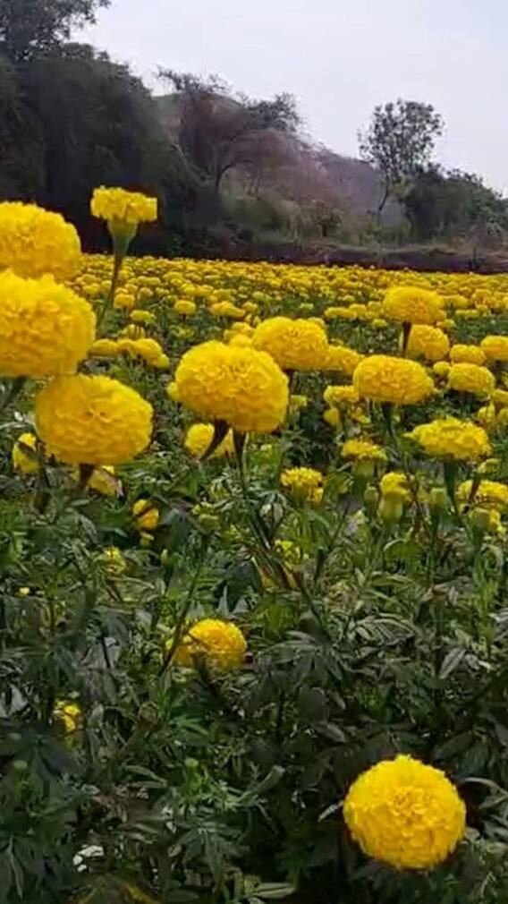 झेंडुच्या फुलशेतीतून बळीराजाला आधार