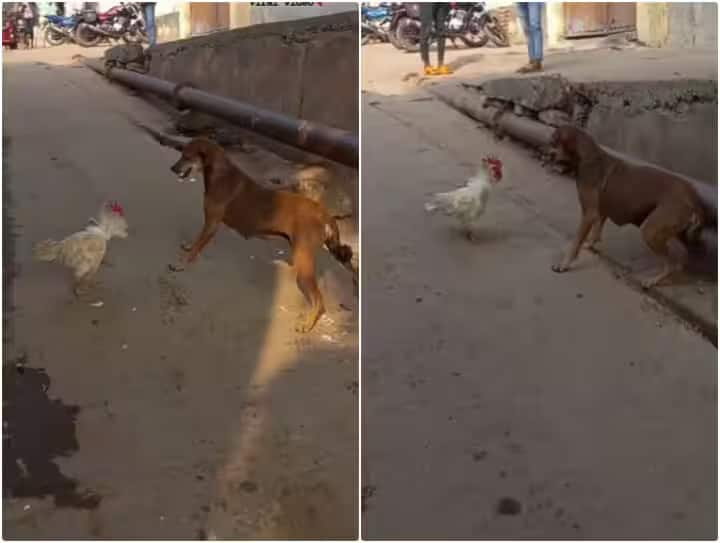 rooster is seen continuously attacking dog video goes viral Viral Video: ਕੁੱਤੇ ਨਾਲ ਇਕੱਲੇ ਹੀ ਭਿੜ ਗਿਆ ਕੁੱਕੜ, ਕੀਤਾ ਅਜਿਹਾ ਹਮਲਾ ਕਿ ਕੁੱਤਾ ਭੱਜਣ ਲਈ ਹੋ ਗਿਆ ਮਜ਼ਬੂਰ, ਦੇਖੋ ਵੀਡੀਓ