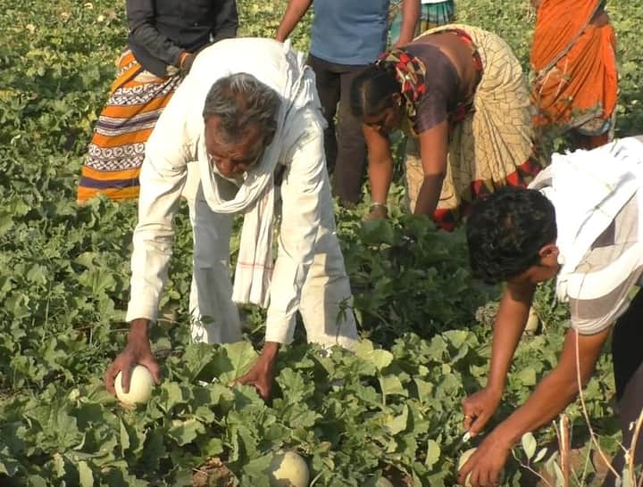 हे खरबूज स्थानिक बाजारात न विकता व्यापाऱ्याच्या मदतीनं थेट जम्मू काश्मीरला पाठवण्याचा निर्णय घेतला. ज्यातून त्यांना थेट शेतातून 17 रुपये प्रतिकिलो एवढा दर  जागेवरच मिळतोय.