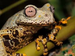 वैज्ञानिकों ने खोजी मेंढक की नई प्रजाति, जानें इसकी खासियत और कैसे पड़ा नाम