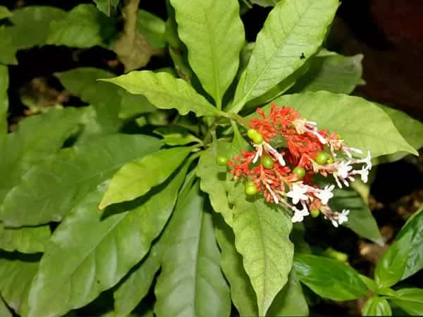 सर्पगंधा :- सर्पगंधा एक ऐसा पौधा है, जिसमें कई प्राकृतिक गुण छिपे हुए हैं. इसकी जड़ें पीले या भूरे रंग की होती हैं और इसकी पत्तियों का रंग चमकीला हरा होता है. सवोल्फिया सर्पेतिना इसका वैज्ञानिक नाम है. इस पौधे को लेकर हमेशा से ही दावा किया जाता है कि इसकी गंध इतनी अजीब होती है कि सांप इसे सूंघते ही दूर से भाग जाते हैं.