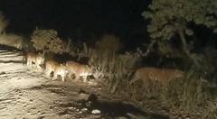 Tigers In Adilabad District | Forest Officers Camps: ఆదిలాబాద్ జిల్లాలో మళ్లీ పులుల కలకలం