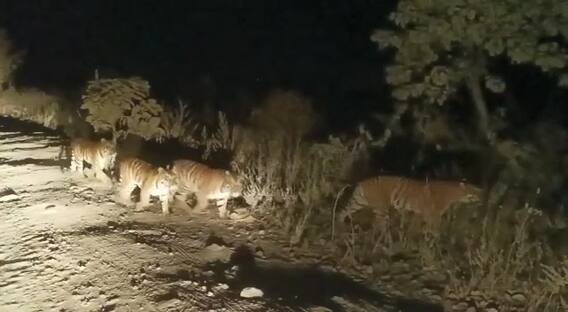 Tigers In Adilabad District | Forest Officers Camps: ఆదిలాబాద్ జిల్లాలో మళ్లీ పులుల కలకలం
