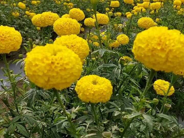 त्यांना अवघी चार एकर शेती असूनही ते तंत्रज्ञान आणि मेहनतीच्या बळावर चांगले उत्पन्न काढत आहेत.
