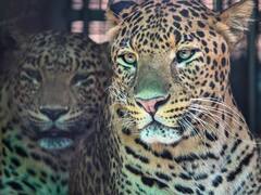 बहराइच में जंगली जानवरों ने मचाया आंतक, बच्ची सहित दो लोगों की मौत