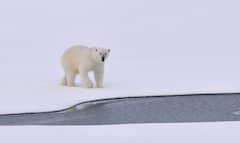 International Polar Bear Day: সাদা পশমের তলায় পিচকালো ত্বক! মেরু ভালুকের চমকে দেওয়া তথ্য