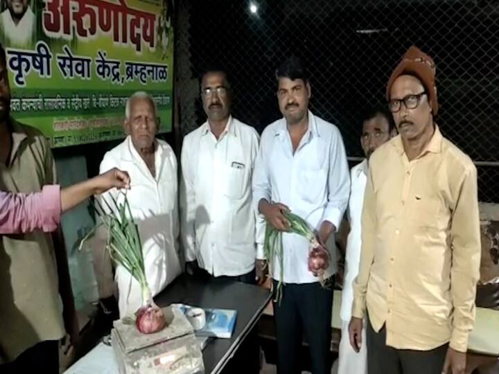 विशेष म्हणजे एका कांद्याचे वजन तब्बल पाऊण किलो इतका भरत आहे. सरासरी 700 ते 800 ग्रॅम इतक्या वजनाचा कांदा पलूस तालुक्यातील ब्रम्हनाळ येथील शेतकरी हनुमंत शिरगावे यांच्या शेतीत (Heavy Wait Onion in Sangli) पीकला आहे.