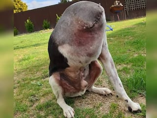 Viral News: ਵਾਇਰਲ ਹੋ ਰਿਹਾ ਹੈ ਬਿਨਾਂ ਸਿਰ ਵਾਲਾ ਕੁੱਤਾ, ਦੇਖ ਕੇ ਡਰ ਜਾਂਦੇ ਹਨ ਲੋਕ, ਕੀ ਤੁਸੀਂ ਜਾਣਦੇ ਹੋ ਤਸਵੀਰ ਦੀ ਸੱਚਾਈ?