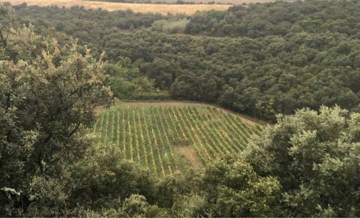 চারপাশের মাটির তুলনায় খানিকটা টোল খাওয়া। বাটির মতো চ্যাপ্টা ওই জমিতেই এতদিন আঙুরের চাষ হচ্ছিল। তা থেকে তৈরি ওয়াইন বিক্রি করে চলছিল ব্যবসায়ীর।