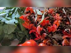 Akola News:  भाज्यांपासून नैसर्गिक रंग,  अकोल्यातील बचत गटाला मिळत आहे लाखोंचे उत्पन्न