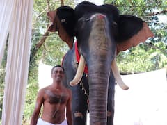 Kerala Robotic Elephant: దేవుడి సేవలో తరిస్తున్న రోబో ఏనుగు, కేరళలోని ఆలయానికి పెటా గిఫ్ట్