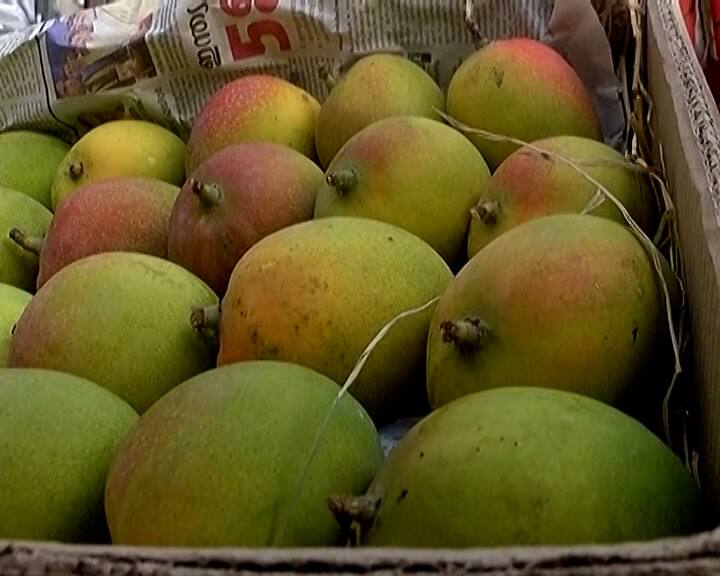 The arrival of the king of fruits, mango, in the fruit market of Ahmedabad Ahmedabad: ફ્રૂટ માર્કેટમાં કેરીનું આગમન, જાણો શું છે ભાવ