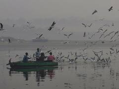 यमुना नदी पर जम्मू कश्मीर जैसी दिखेगी हरियाली, नदी किनारे लगाए जा रहे चेरी ब्लॉसम और चिनार के पेड़