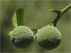 సౌందర్య ప్రపంచంలో కొత్త ట్రెండ్ యుజు పండు, ఈ పండుతో బోలెడంత అందం