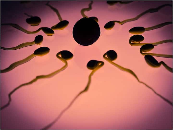Men who do such jobs are more likely to have higher sperm counts - says a Harvard study Sperm Count: అలాంటి ఉద్యోగాలు చేసే మగవారిలో వీర్యకణాల సంఖ్య అధికంగా ఉండే అవకాశం - చెబుతున్న హార్వర్డ్ అధ్యయనం