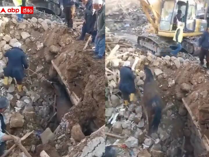 Viral Video Turkey EarthQuake Horse Found Alive Under Rubble 21 Days After EarthQuake Hit Turkey- Watch Viral Video: అద్భుతం అంటే ఇదే- టర్కీ భూకంపంలో 21 రోజుల తరువాత సజీవంగా గుర్రం