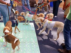 इंदौर के कपल ने खोला अनोखा 'डॉगी ढाबा', यहां कुत्तों के खाने, जन्मदिन और बोर्डिंग के लिए है ये खास सर्विस