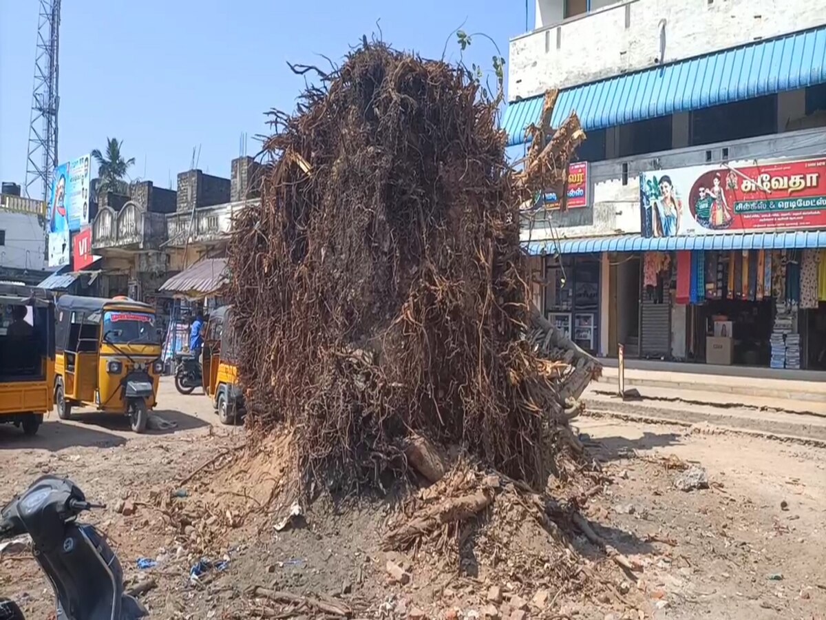 Chengalpattu Banyan Tree : வெட்டப்பட்ட ஆலமரம்.. கதறி அழுது ஒப்பாரி வைத்த பெண்கள்.. கண்டனம் தெரிவித்த அன்புமணி..