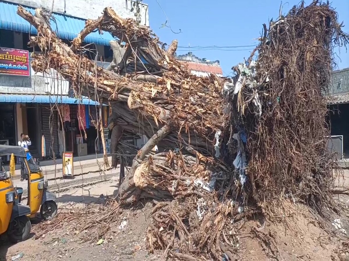 Chengalpattu Banyan Tree : வெட்டப்பட்ட ஆலமரம்.. கதறி அழுது ஒப்பாரி வைத்த பெண்கள்.. கண்டனம் தெரிவித்த அன்புமணி..