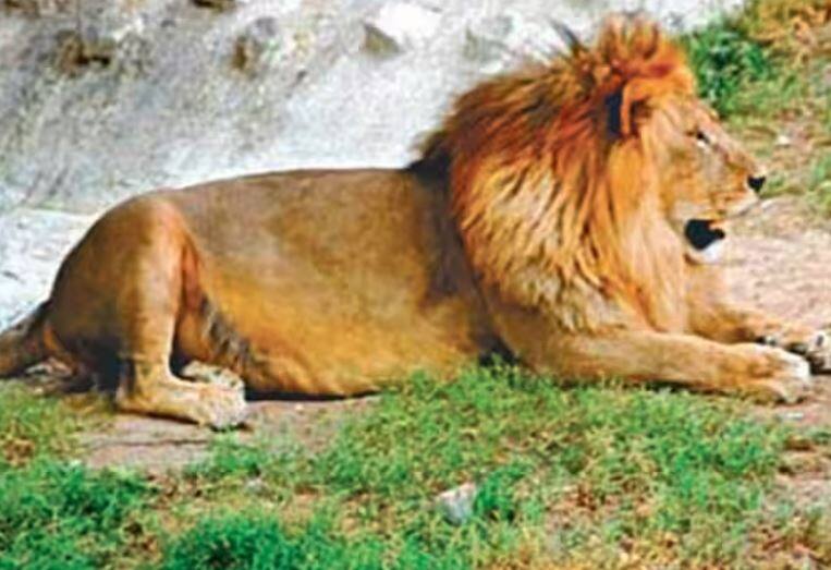 The government admitted in the assembly that 26 lions had died unnaturally in the state in the last 2 years  Gujarat: રાજ્યમાં છેલ્લા 2 વર્ષમાં 26  સિંહના અકુદરતી રીતે મૃત્યુ થયાનો વિધાનસભામાં સરકારે સ્વીકાર કર્યો 