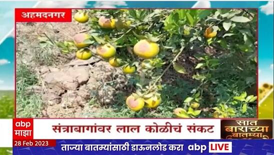 Saat Barachya Batmya : 7/12 सात बाराच्या बातम्या : संत्र्यावर लाल कोळीचं संकट ते ज्वारी वाणांचं जतन