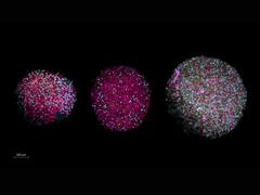 Researchers Unveil Roadmap To Create Biocomputers Using Human Brain Cells: All You Need To Know