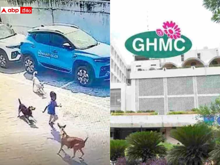 GHMC Announces Rs 8 Lakh Ex Gratia For the Family of the Boy who dies is stray Dogs Attack GHMC Exgratia To Boy FamilY: కుక్కల దాడిలో బాలుడి మృతి, 10 లక్షల పరిహారం ప్రకటించిన జీహెచ్ఎంసీ