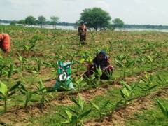 मसालों की खेती में नई पहचान बना रहा छत्तीसगढ़, 4 लाख टन के पार पहुंचा उत्पादन