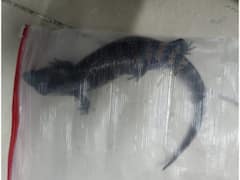 Chennai Air Customs Seize Wildlife Species From Kuala Lumpur Passenger