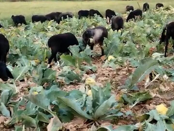 बाजारात कोबीला भाव नाही, बाजारापर्यंत कोबी घेऊन जायचा खर्च परवडत नाही. त्यामुळे शेतकऱ्याचे लाखो रुपयांचे नुकसान.