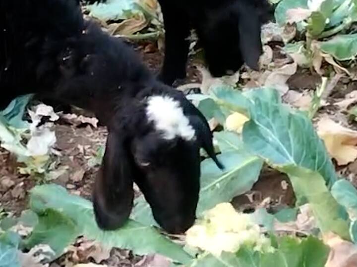बुलढाणा जिल्ह्यातील देऊळगावमहीतील शेतकऱ्यानं  मेंढ्यांना कोबीचं शेत  चरायला दिलं.
