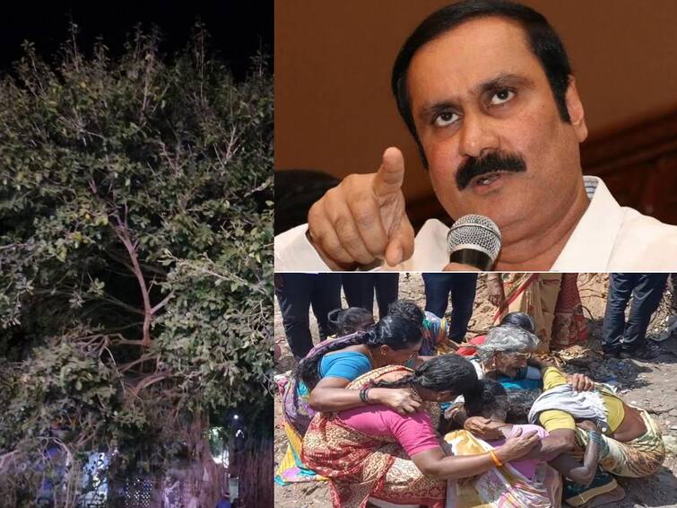 chengalpattu 40 years old banyan tree cutdown anbumani ramadoss  Condemnation on thiss issue Chengalpattu Banyan Tree : வெட்டப்பட்ட ஆலமரம்.. கதறி அழுது ஒப்பாரி வைத்த பெண்கள்.. கண்டனம் தெரிவித்த அன்புமணி..