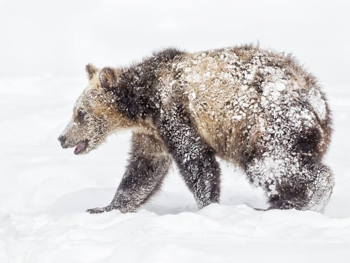 Discovered 3500 Year Old Brown Bear in Siberian Permafrost बर्फ में जमा मिला भालू, वैज्ञानिकों ने जब रिसर्च किया तो ये तो 3500 साल से वहीं पड़ा है...