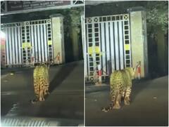 नैनीताल में सड़कों पर टहलते नजर आया खूंखार तेंदुआ, इलाके में फैली सनसनी