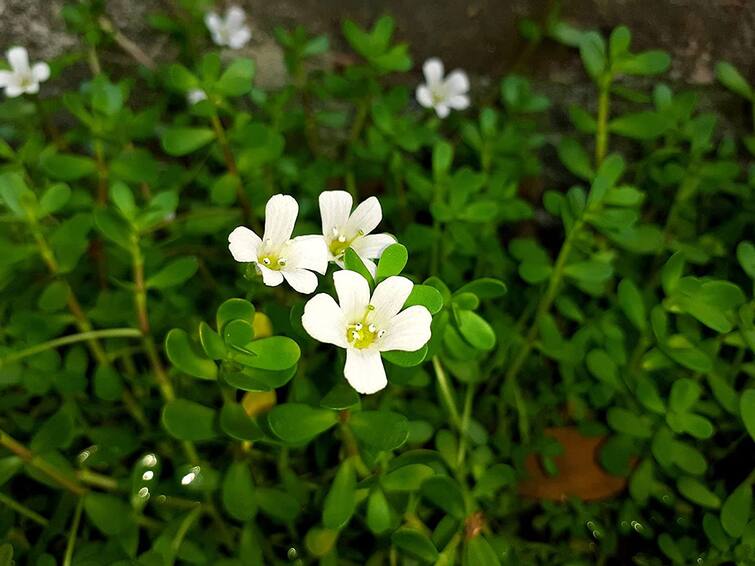 Brahmi is a blessing for health! From improving memory, it can cure cancer Brahmi: ਸਿਹਤ ਲਈ ਵਰਦਾਨ ਬ੍ਰਹਮੀ! ਯਾਦਦਾਸ਼ਤ ਤੇਜ਼ ਕਰਨ ਤੋਂ ਲੈ ਕੇ ਇਹ ਕੈਂਸਰ ਦੇ ਰੋਗ ਨੂੰ ਠੀਕ ਕਰ ਸਕਦੀ