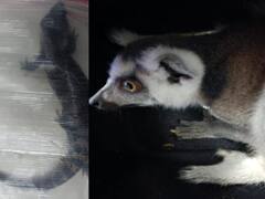 Chennai Airport : அய்யய்யோ.. சென்னை விமான நிலையம் வந்த அபாயகர விலங்கு.. பதற்றம் அடைந்த சுங்க அதிகாரிகள்..