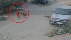 Hyderabad Dog Attack | CCTV Visuals: Nacharam లో మరో కుక్క దాడి, బాలుడు సేఫ్