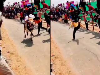 Viral Video: ਬੇਵਜ੍ਹਾ ਬਲਦ ਨੂੰ ਮਾਰ ਰਿਹਾ ਸੀ ਮੁੰਡਾ, ਫਿਰ ਕੀ ਹੋਇਆ, ਦੇਖੋ ਵੀਡੀਓ